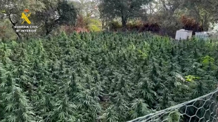 La Guardia Civil desmantela una plantación con más de dos millares de plantas de marihuana en una finca de Cabeza La Vaca