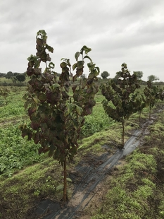 La Junta habilita un trámite para que agricultores y ganaderos comuniquen daños causados por los temporales en sus explotaciones