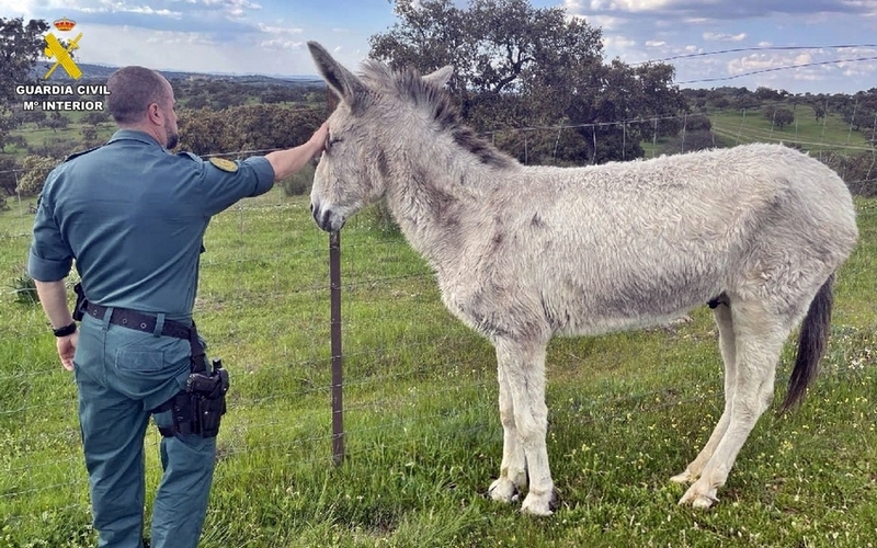 La Guardia Civil investiga a un vecino de Fuente de Cantos por abandono de cuidados esenciales de un asno