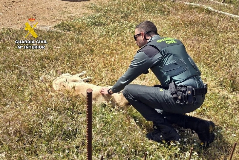 Investigado por maltrato animal un vecino de Fuentes de León 