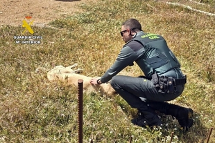 Investigado por maltrato animal un vecino de Fuentes de León 